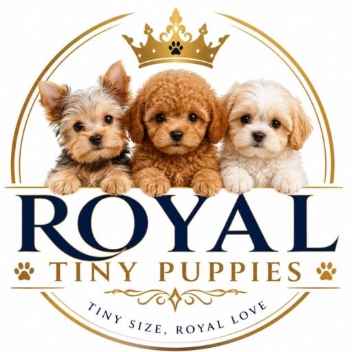Royal tiny puppies