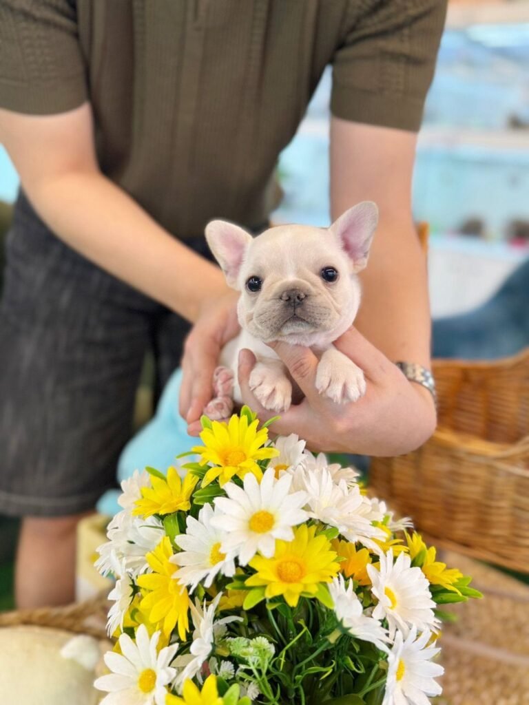 french bulldog for sale