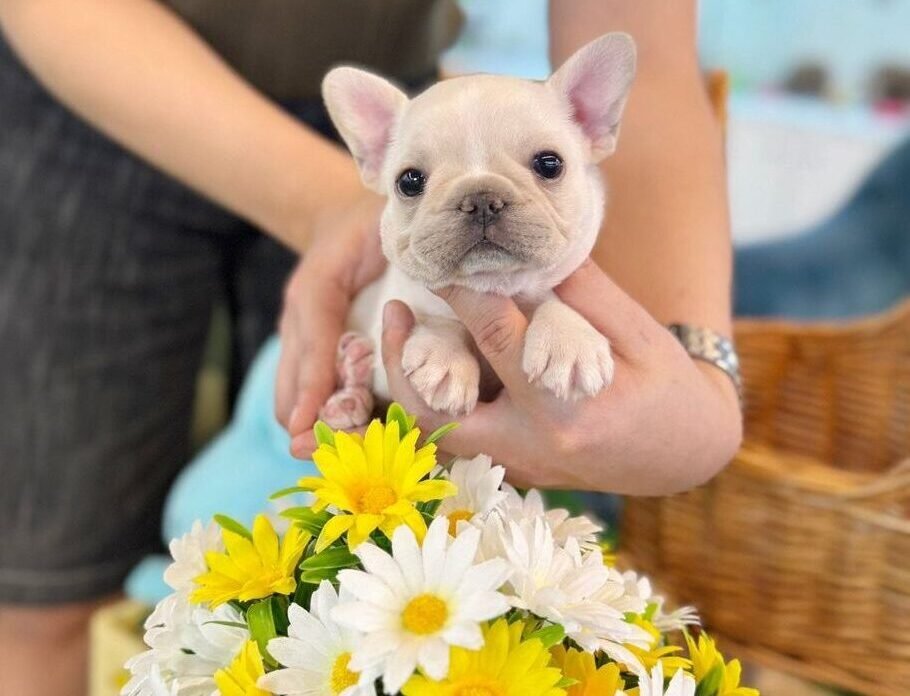 french bulldog for sale