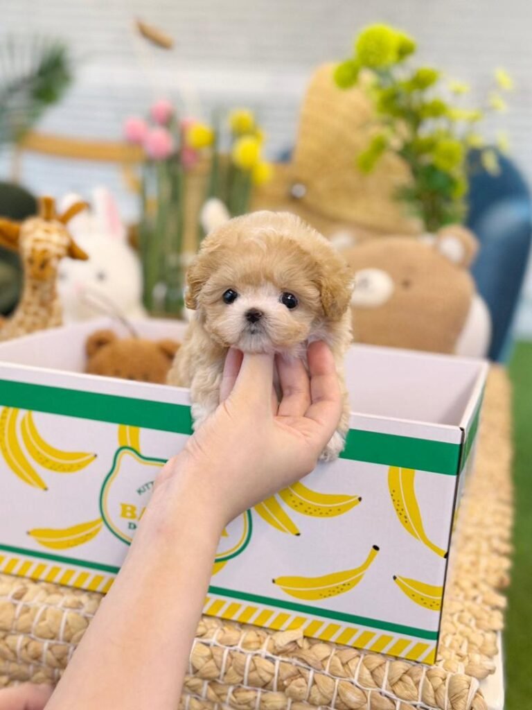 teacup maltipoo for sale