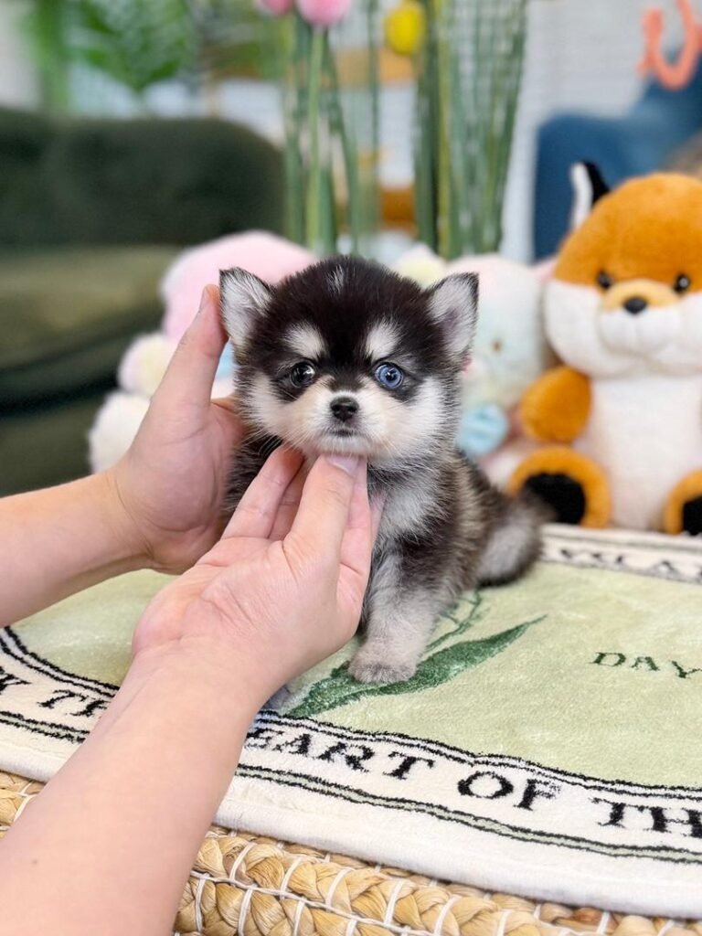 teacup pomsky for sale