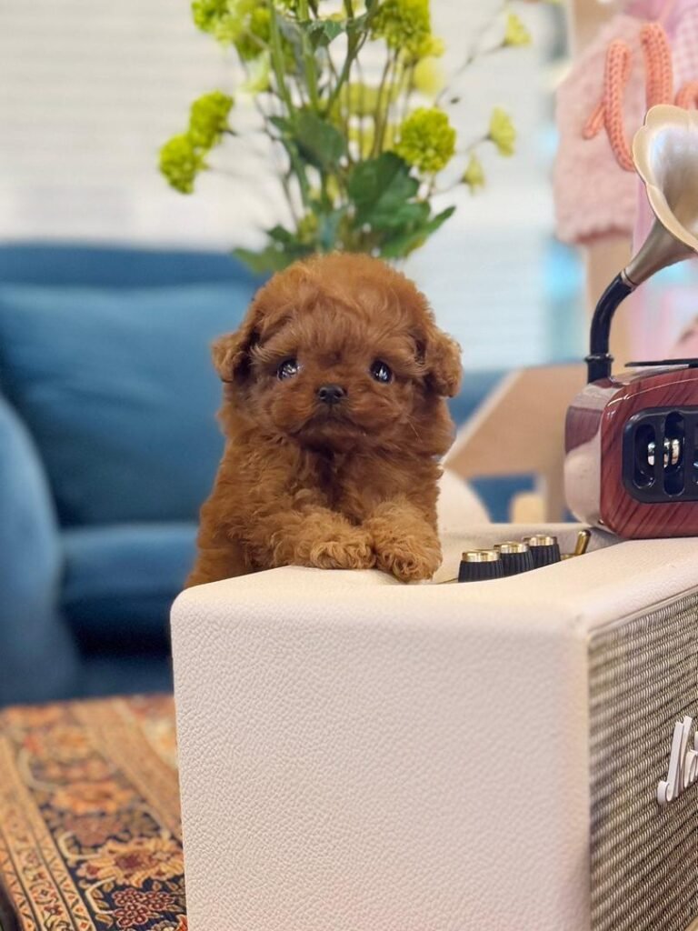 teacup poodle puppies for sale