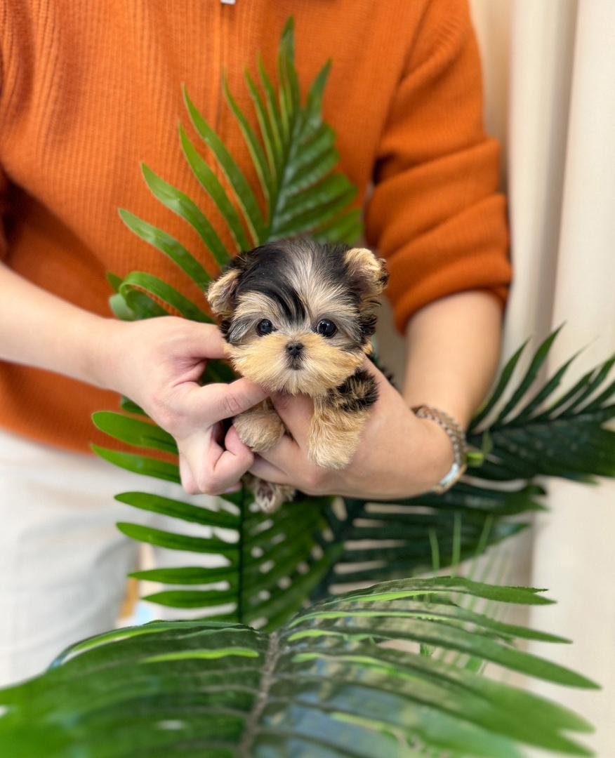 Yorkie puppies for sale